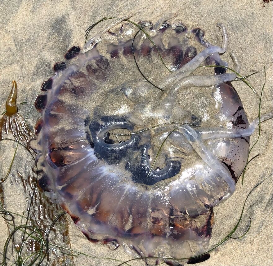 Jellyfish At Rosarito, Mexico