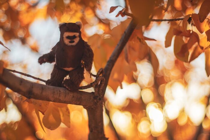 Hot Toys Wicket Adventures Hot Toys Wicket Adventures