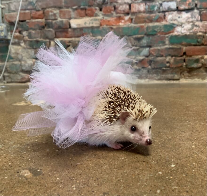 Jellybean The Hedgehog In A Pink Tutu