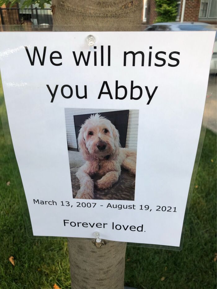 A Tribute To Our Late, Very Special Girl, Abby.