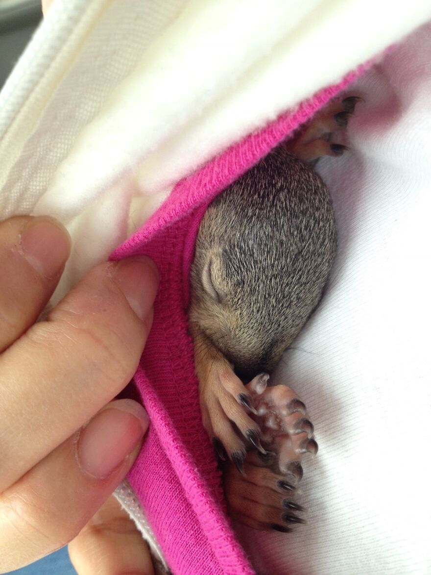 Baby Squirrel. It Was So Cold, I Tucked It In My Vest En Route To Wildlife Center.