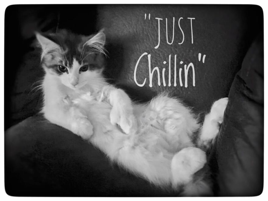 My Maine Coon Marcus