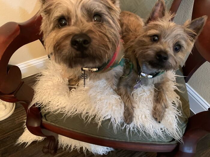 Got A Regular And A Runt? Post Em Here.