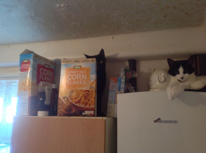 My Cat Bones (On The Right) On The Boiler While Salem (On The Left) Hides Behind A Feral Packet