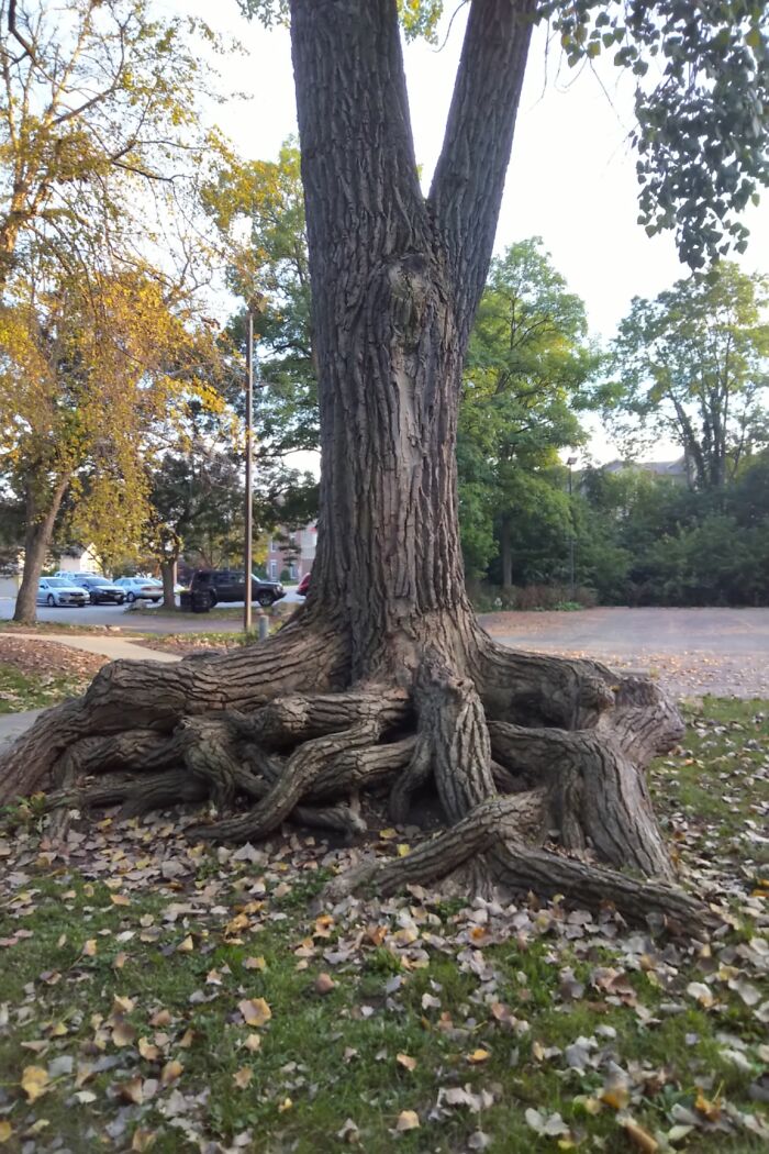 Tree In Illinois