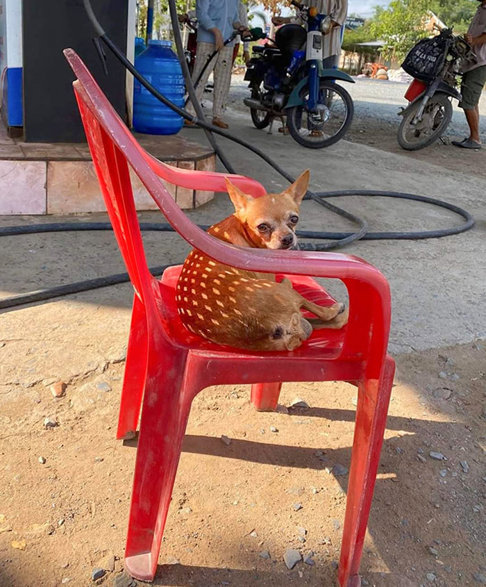 Baby Deer Chilling On A Chair