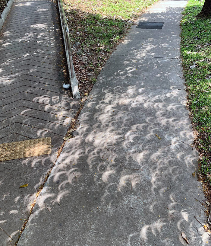 The Solar Eclipse Causes The Shadows Cast By Leaves To Mimic The Shape Of The Eclipse