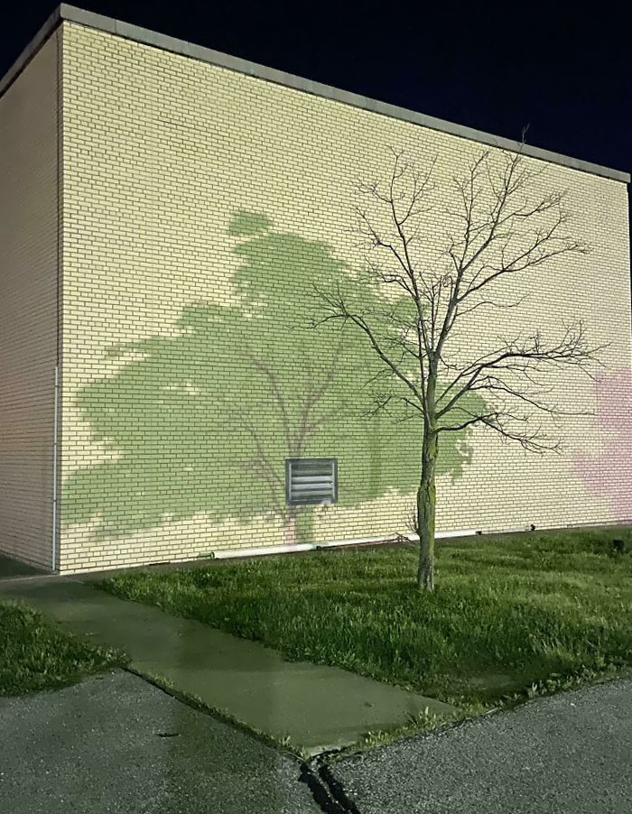 This Shadow From Two Different Trees In My Parking Lot