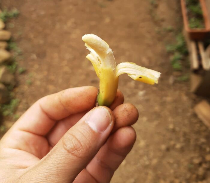 Este diminuto plátano que he cosechado hoy. Mano para comparar la escala