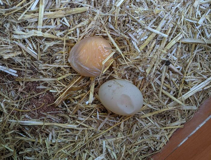 My Chicken Laid An Egg-Less Shell And A Shell-Less Egg In The Same Morning. Both Were Perfectly Intact