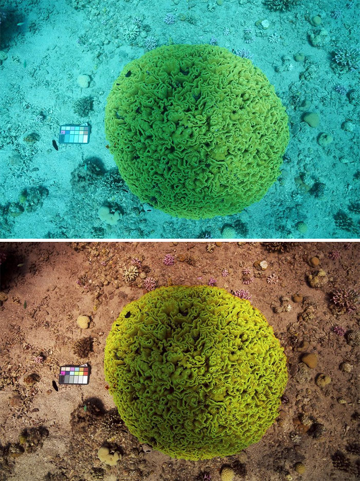 Dos científicos crearon el algoritmo "transparente" que altera las fotos subacuáticas para mostrar cómo son "realmente" los colores