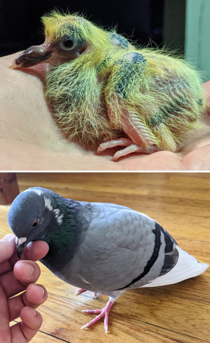 My Brother's Pigeon, 1 Week Old vs. Now (6 Months)