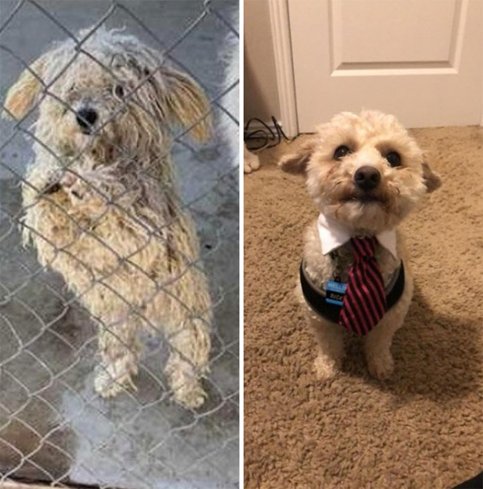 El perro de mi hermano, Ricky, antes y después de la adopción