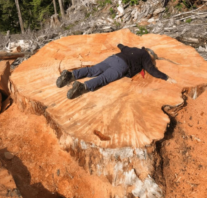 Este es el tamaño de un árbol de los que están cortando en Canadá en comparación con un ser humano. Esta es la razón por la que la gente está molesta