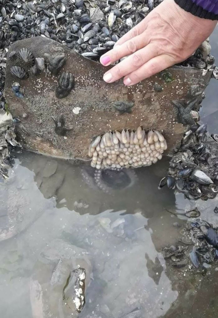 Those Are Octopus Eggs. Mother Is Underneath Guarding Them. Human Hand For Scale