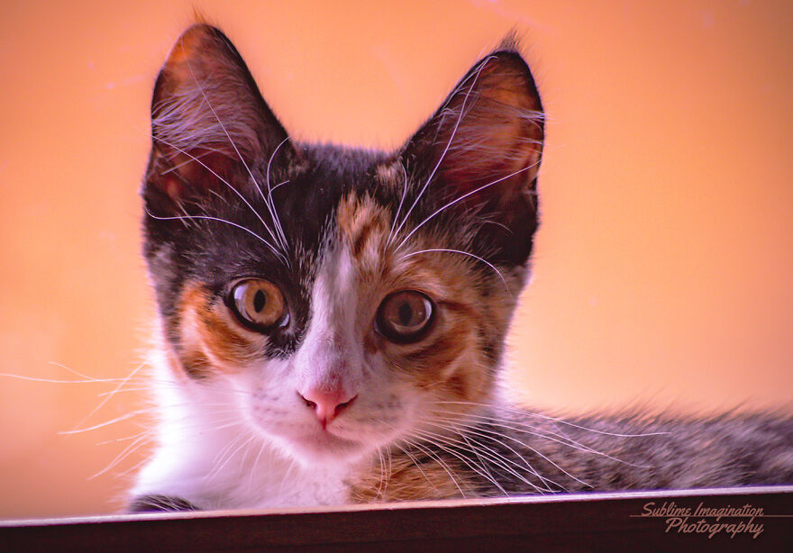 My Moms Katie Kitty. She's Such A Beautiful Cat