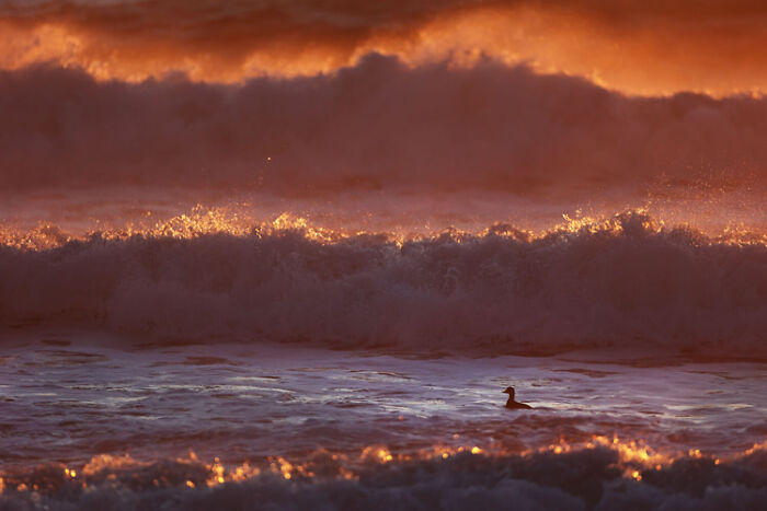 28 Stunning Images From The 2021 WildArt Photographer Of The Year 28 Stunning Images From The 2021 WildArt Photographer Of The Year
