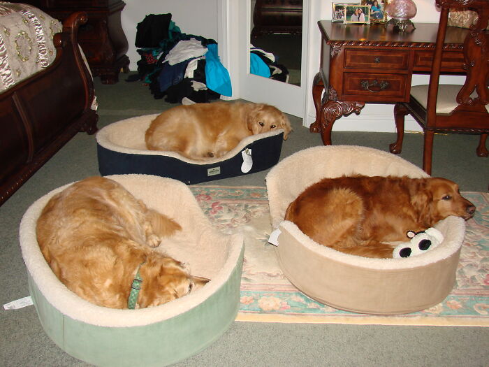 They Love Their New Beds!