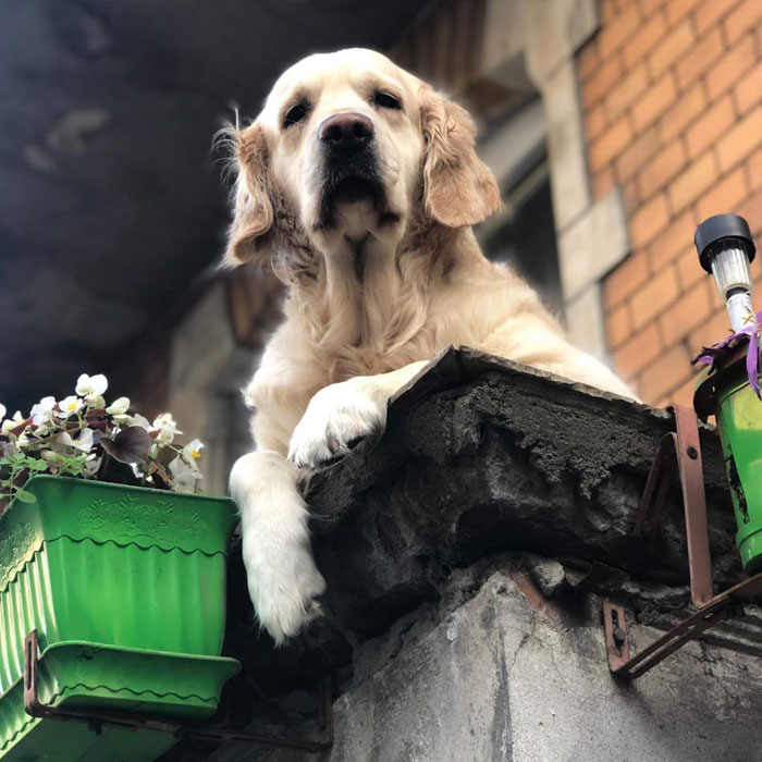 Golden Retriever Hanging Out On Its Balcony Became The Most Popular Tourist Attraction In Gdansk