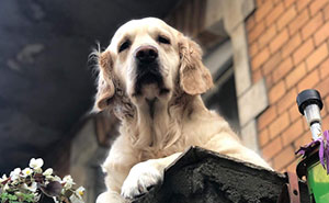 “The Dog From The Balcony”: Golden Retriever In Gdansk Became A Local Attraction For Tourists