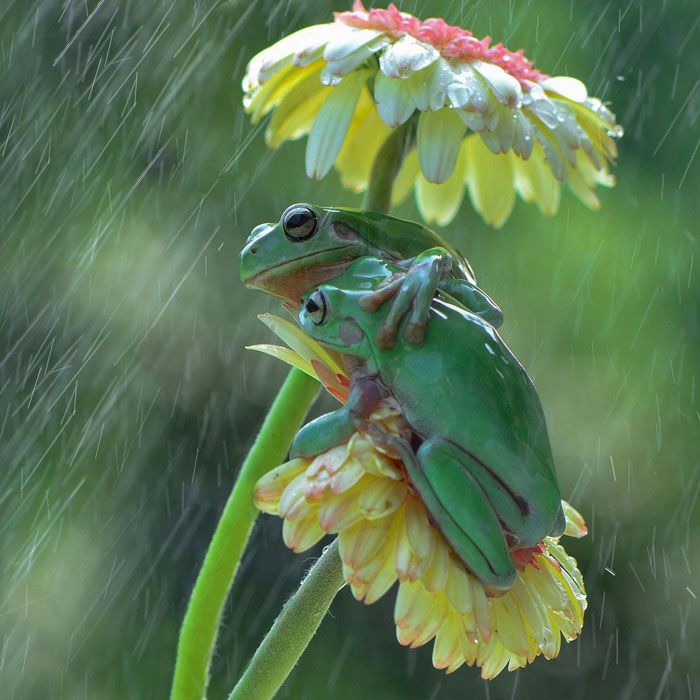30 Adorable Frog Pictures By Ajar Setiadi That He Took Near His House