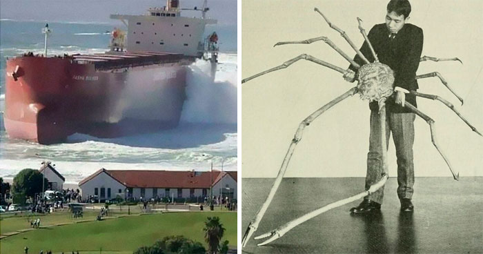 Este grupo online publica fotos de cosas enormes que asustarán a la gente con megalofobia