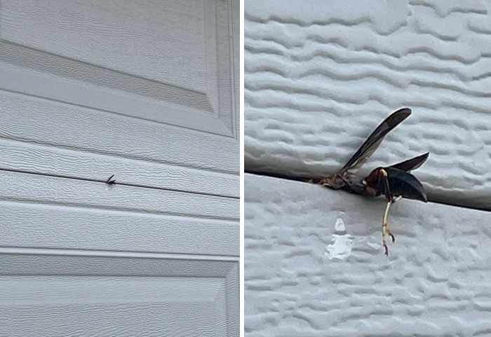 My Mom Took Out A Wasp While Closing The Garage Door
