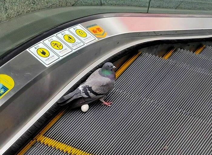 50 Fotos de animales que no tienen ningún sentido, compartidas en esta cuenta de Instagram