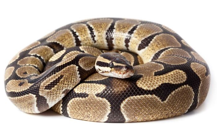 I Would Love To Have A Ball Python, Or Any Snake A Ball Python Is At The Top Of My List Tho