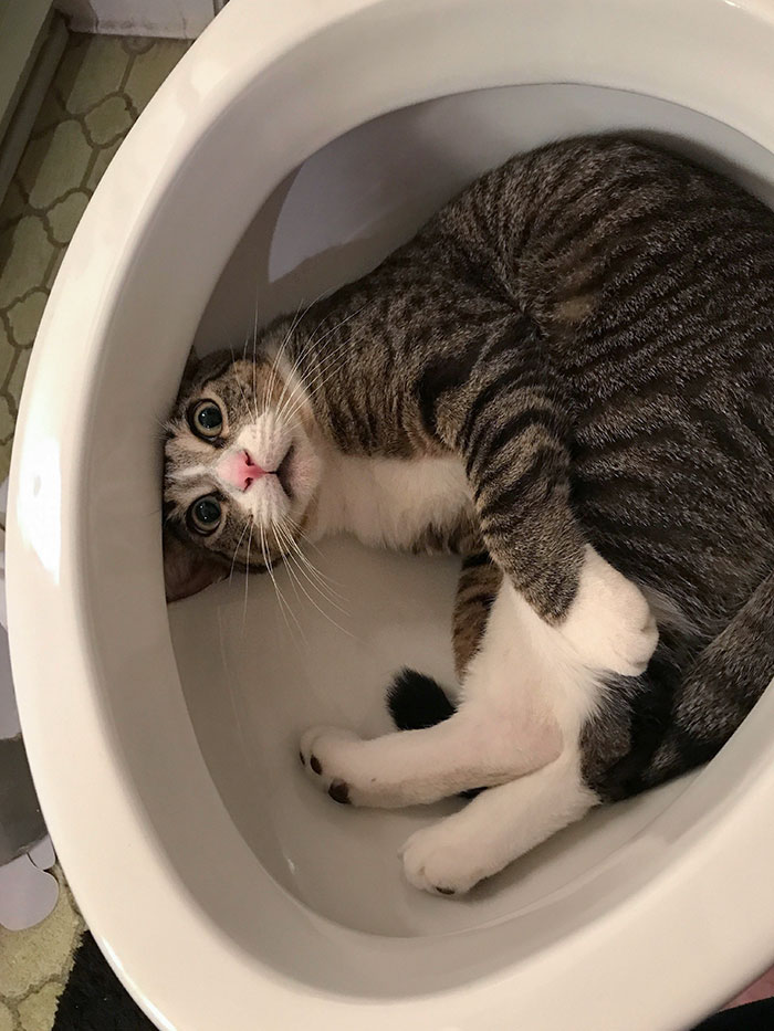Dad Started Putting In New Toilet. Walked Away For A Few Minutes And Came Back To This.