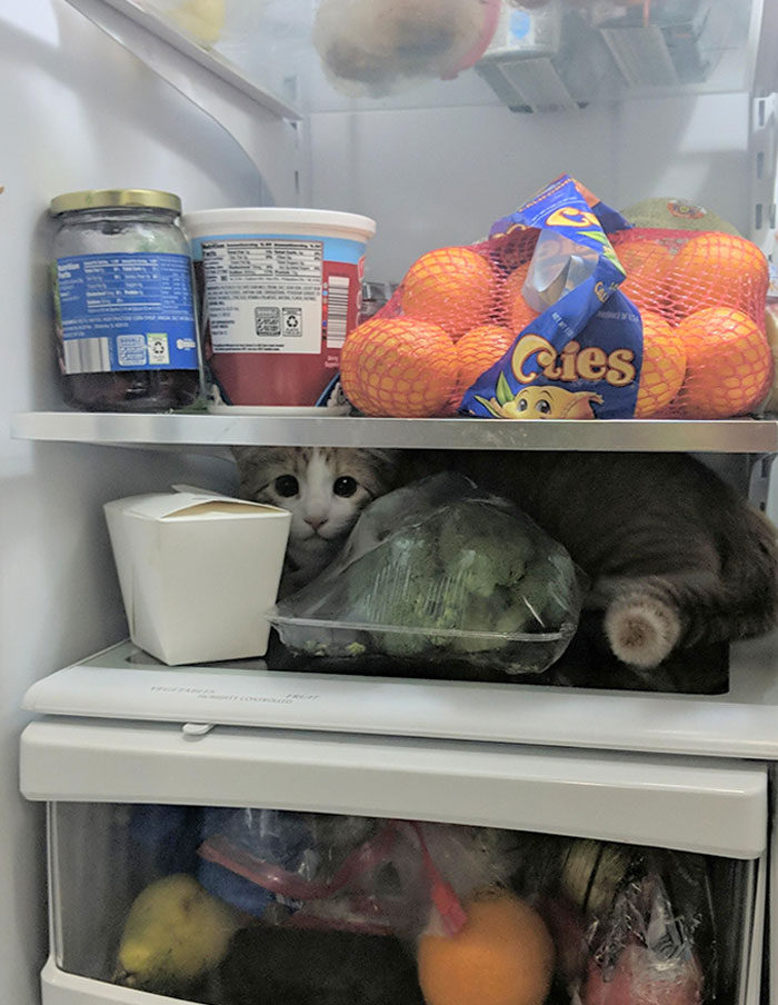 We Adopted A Kitten Last Month... We Now Have Nightly Ritual Of Checking The Fridge And Other Small Spaces To Make Sure He's Not Trapped Anywhere Before We Go To Bed 🤦