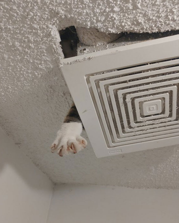 How I Noticed That My Cat Was Stuck In The Attic.