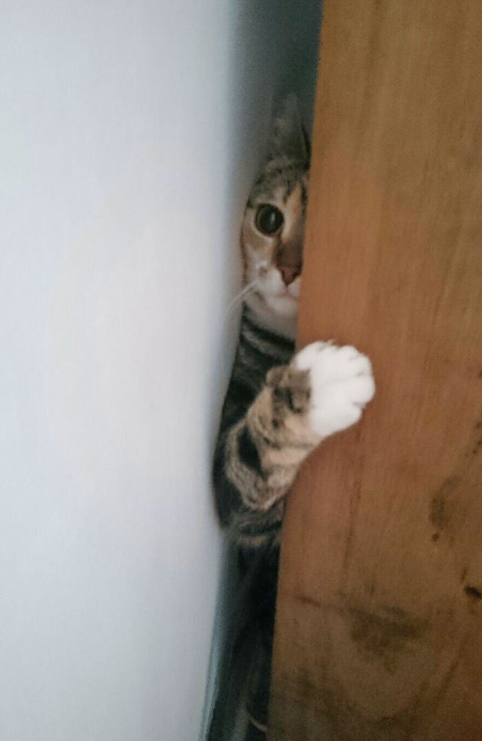 My Cat Got Stuck Behind A Chest Of Drawers.