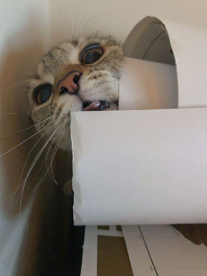 This Is My Cat Fig, She Likes To Crawl Into Rolls Of Paper And Then Meow When She Can’t Get Out.