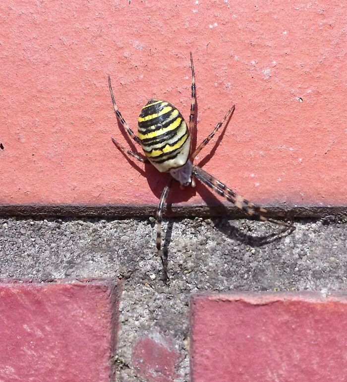 Wasp Spider (Argiope Bruennichi) - Found On A Bus Stop At The End Of August