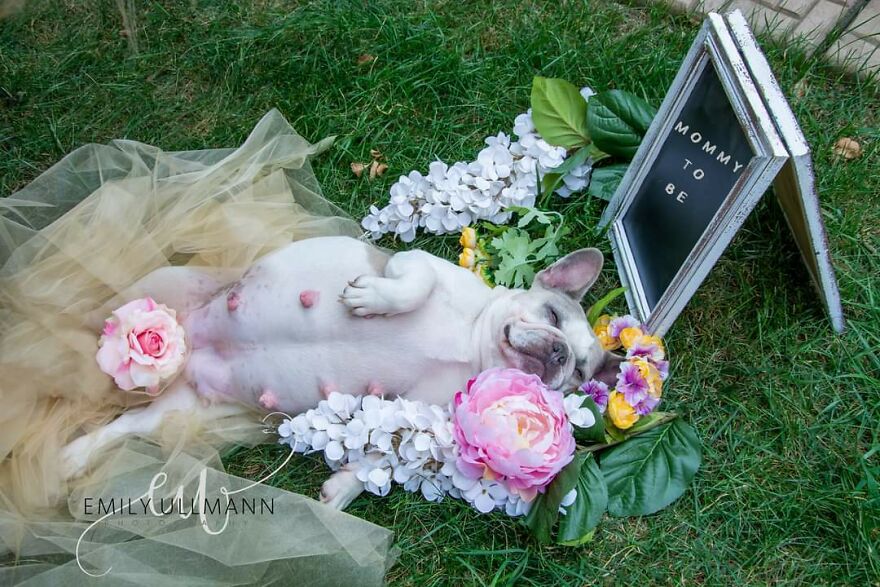 I Gave My French Bulldog Has Beautiful Maternity Shoot (6 Pics)