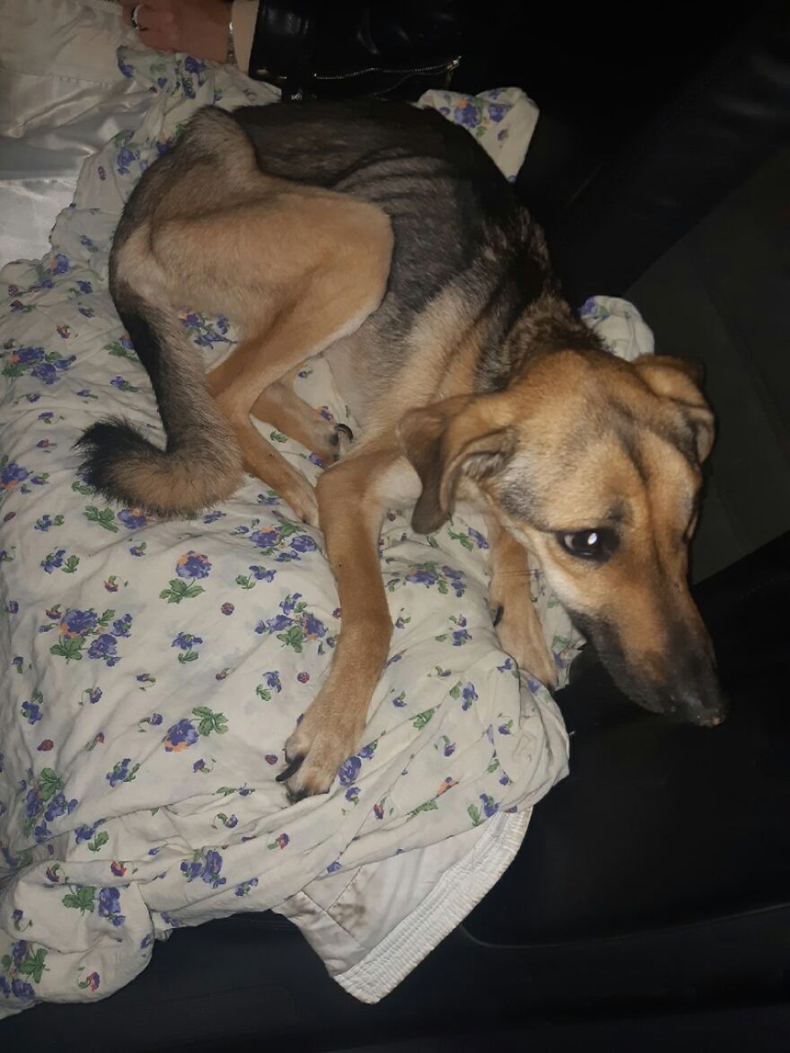 Locals Spot A Dog Stuck On The Edge Of A Balcony, Turns Out She Tried To Escape Her Abusive Owner Locals Spot A Dog Stuck On The Edge Of A Balcony, Turns Out She Tried To Escape Her Abusive Owner