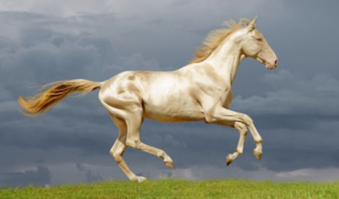 A Golden Akhal Teke, A Very Rare Horse Breed From Turkmenistan