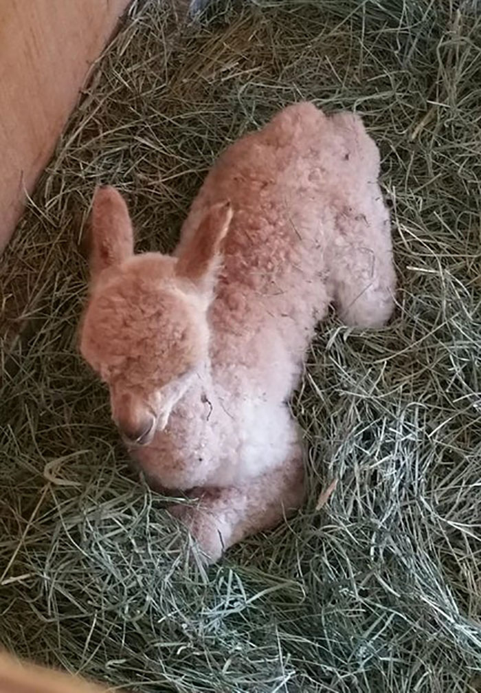 My Parent's Alpaca Had A Baby Yesterday And I Haven't Seen Any On Here So I Thought I'd Share