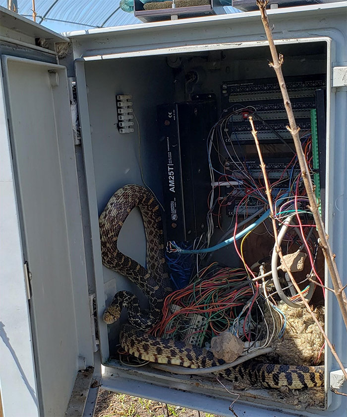 You Never Know You'll Find When You Open A Data Logger Box On The Prairie