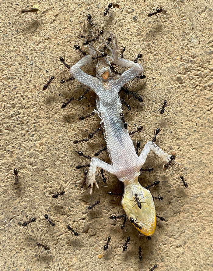Saw This Baby Lizard Being Eaten And Carried Away By Ants