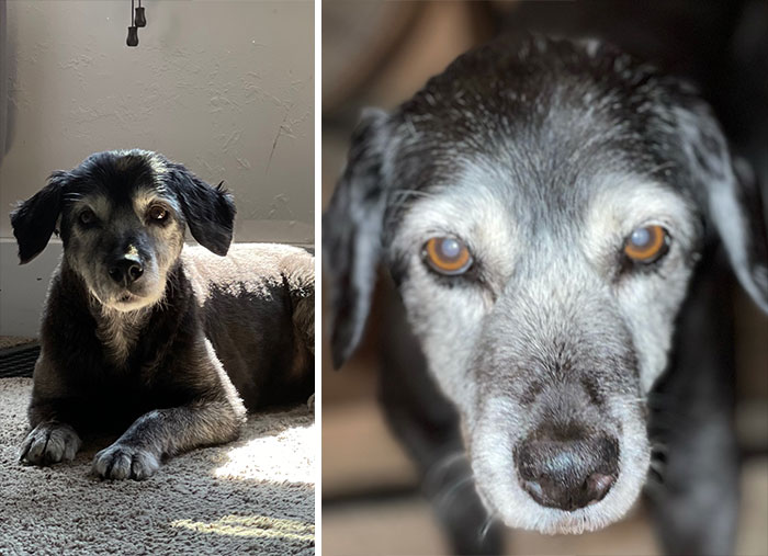 Our 17 1/2 Year Old Beautiful Girl Winnie. We Think She’s Absolutely Perfect