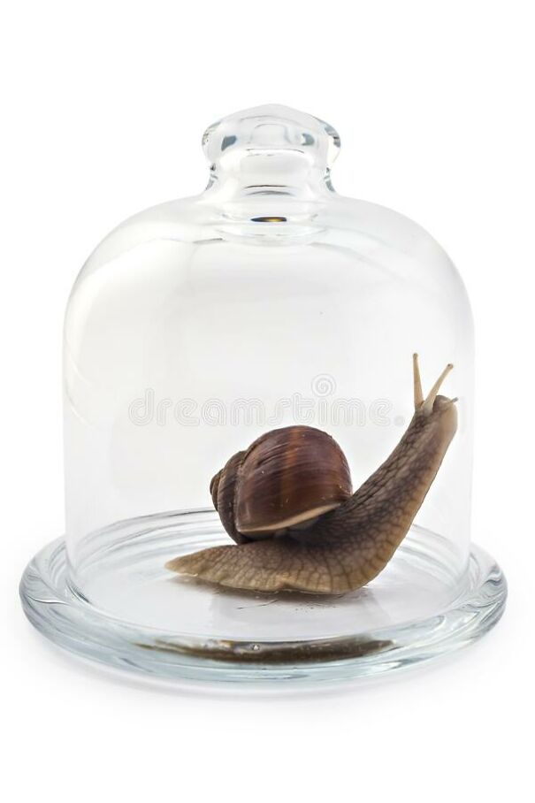snail-613b170acd710.jpg