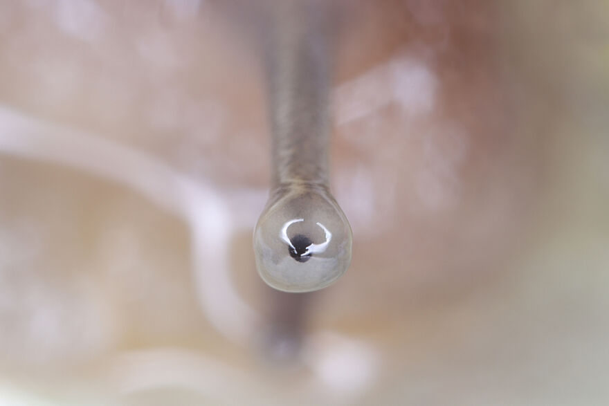 Snail Keeps An Eye Out, They Should Be Arriving Any Minute !