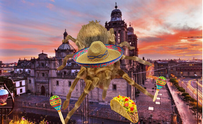 Sorry I'm Not Very Good At Photo Shopping But This Is Your Spider In Mexico!!!!!