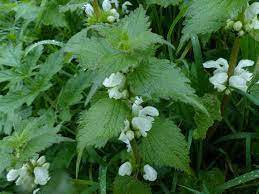 stinging-nettle-6153d7b7e980f.jpg