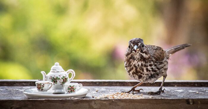 I Have Fun And Magical Tea Parties With All Kinds Of Animals (14 New Pics)