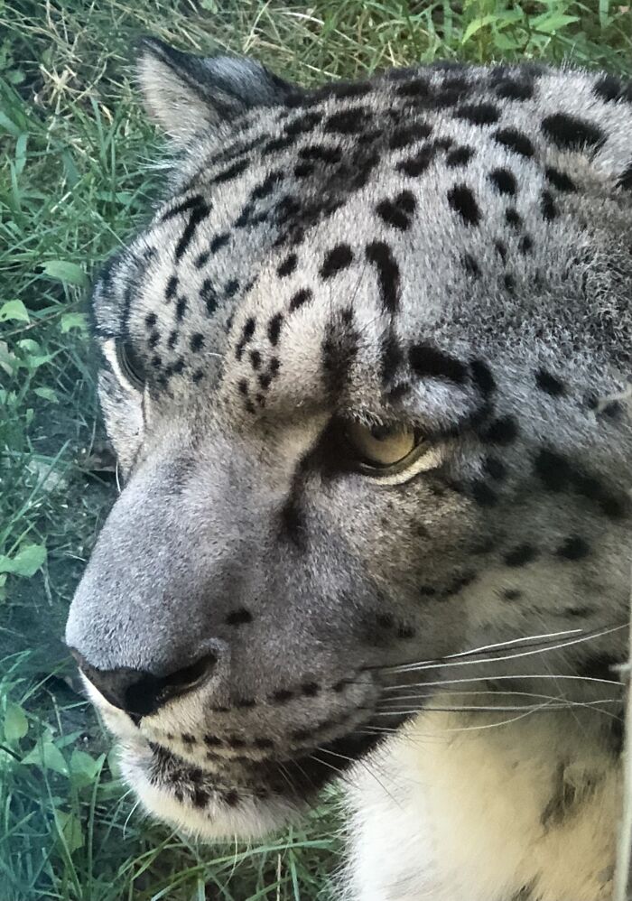 Took This Picture At The Zoo. Snow Leopard Walked Right Up To The Glass In Front Of Me And Sat Down.