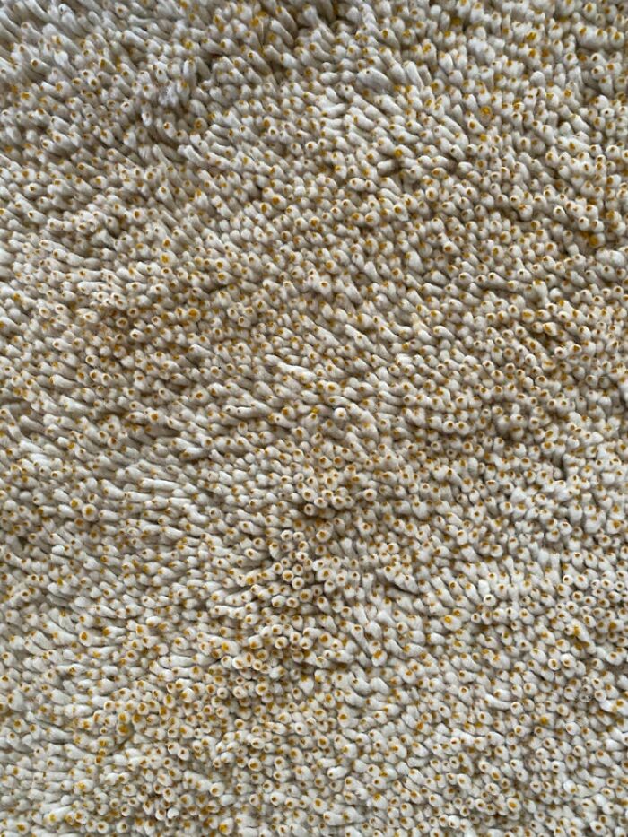 This Rug In The House I’m Staying At