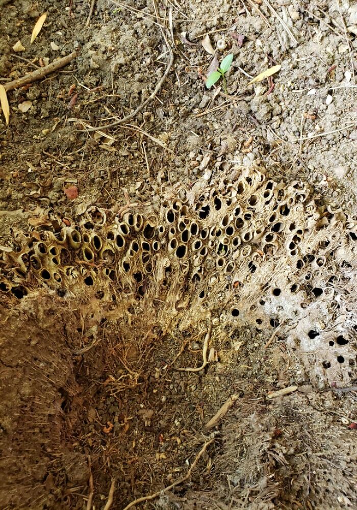 Dead Palm Tree Roots